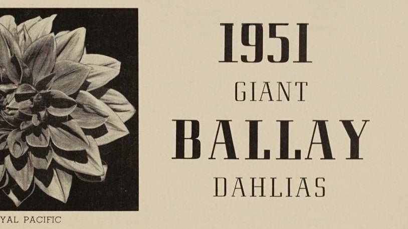 Catalog of Ballay Dahlia Farms 1951