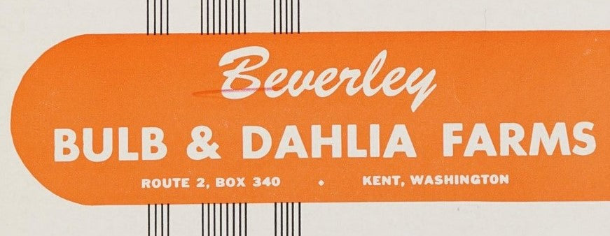 Catalog of Beverley Dahlia Farm 1951