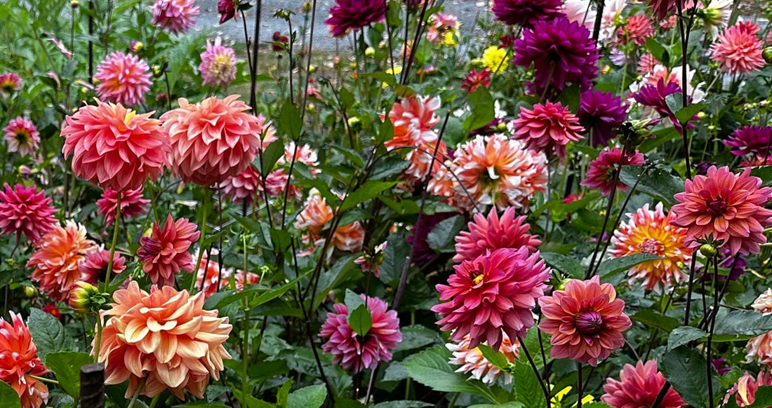 Dahlias bloom in the garden