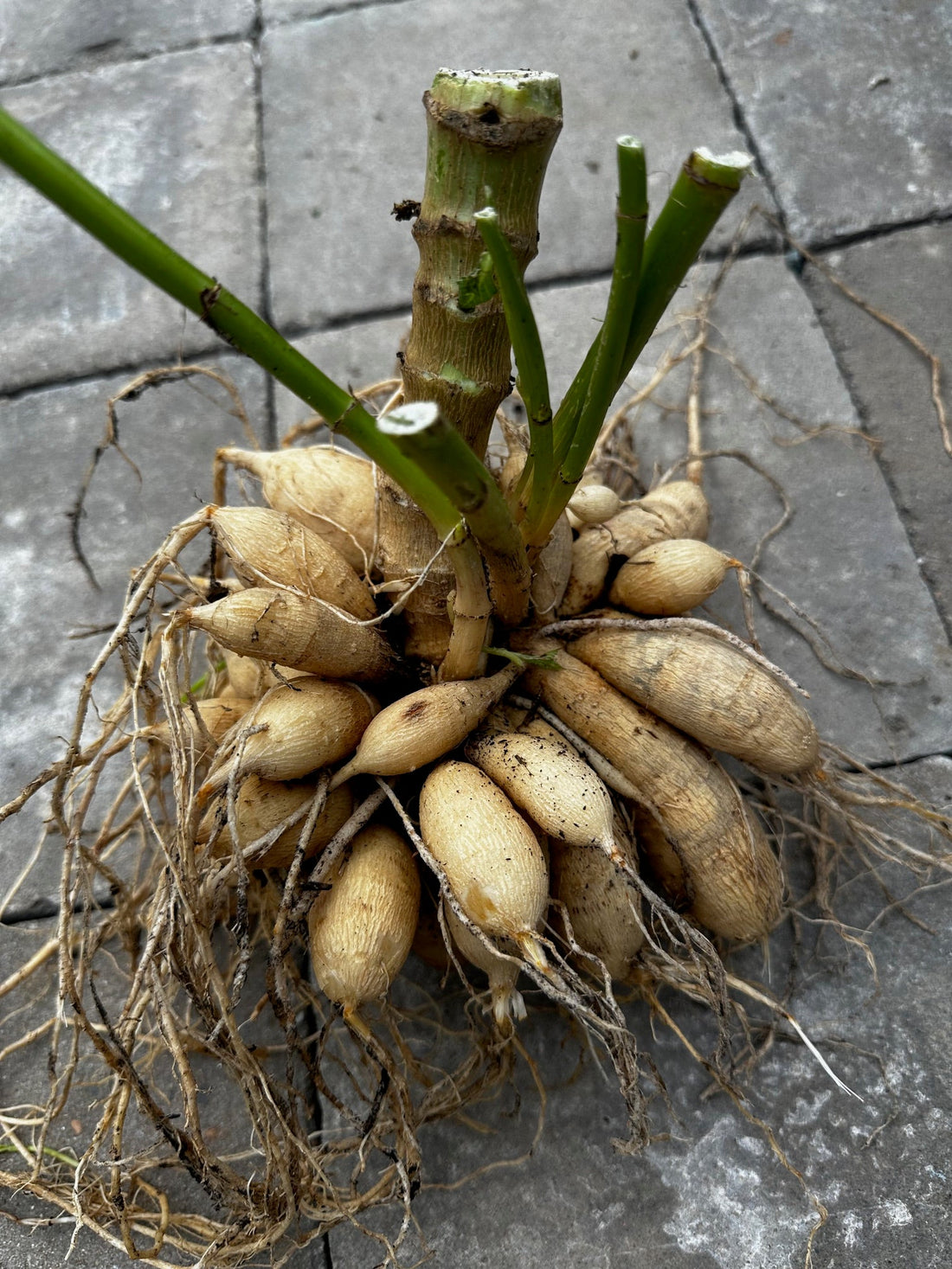 A healthy, intact dahlia tuber clump