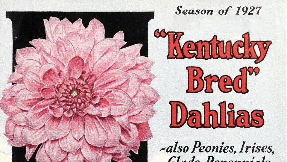 Catalog of "Kentucky Bred" Dahlias 1927