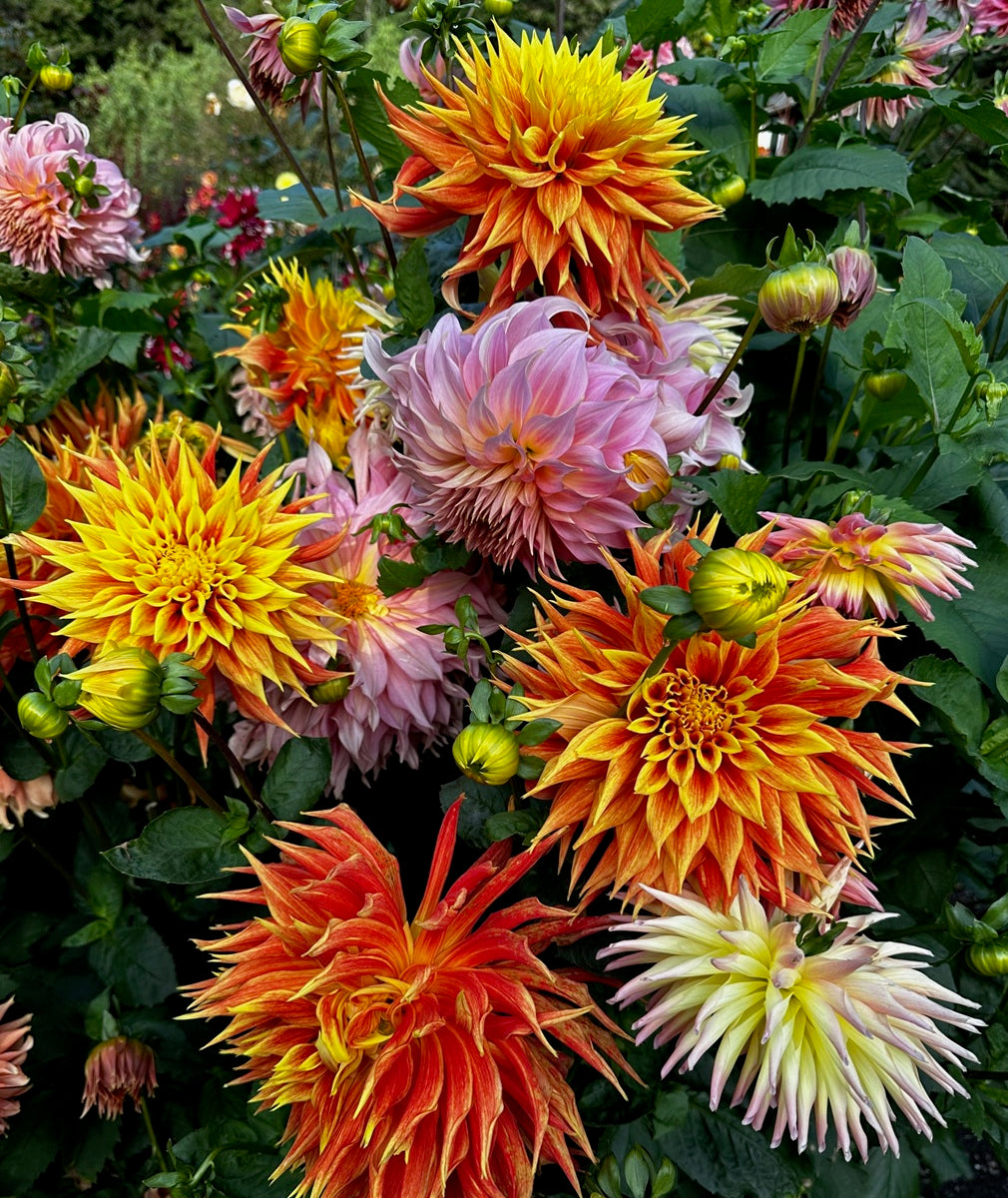 Dahlias blooming