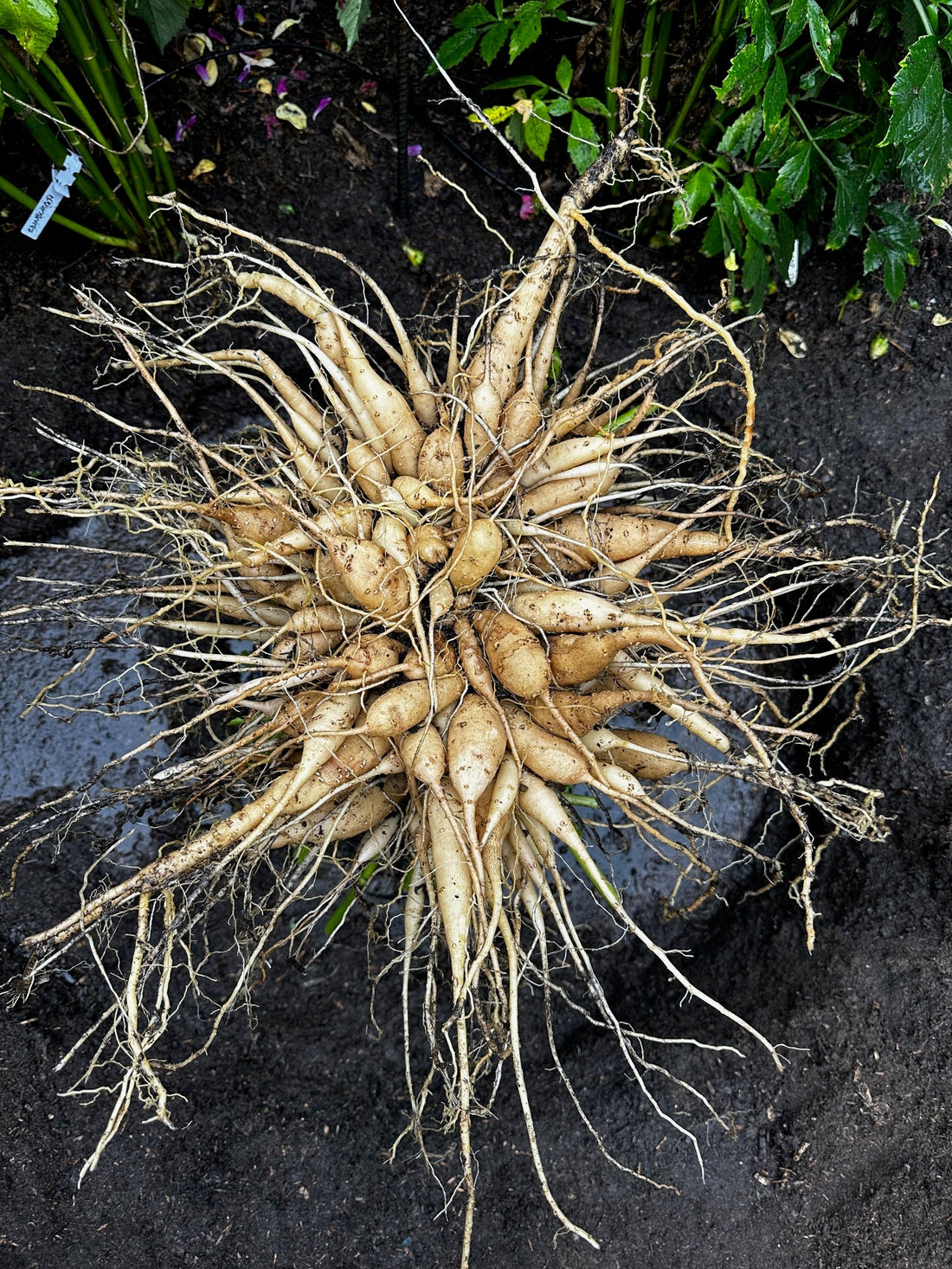 A large dahlia tuber clump