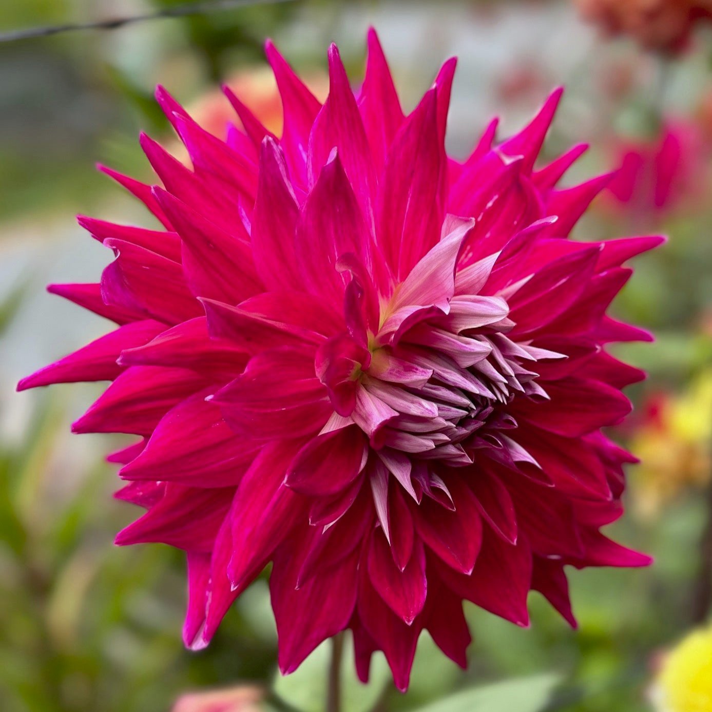 Dahlia 'A Dark Horse'