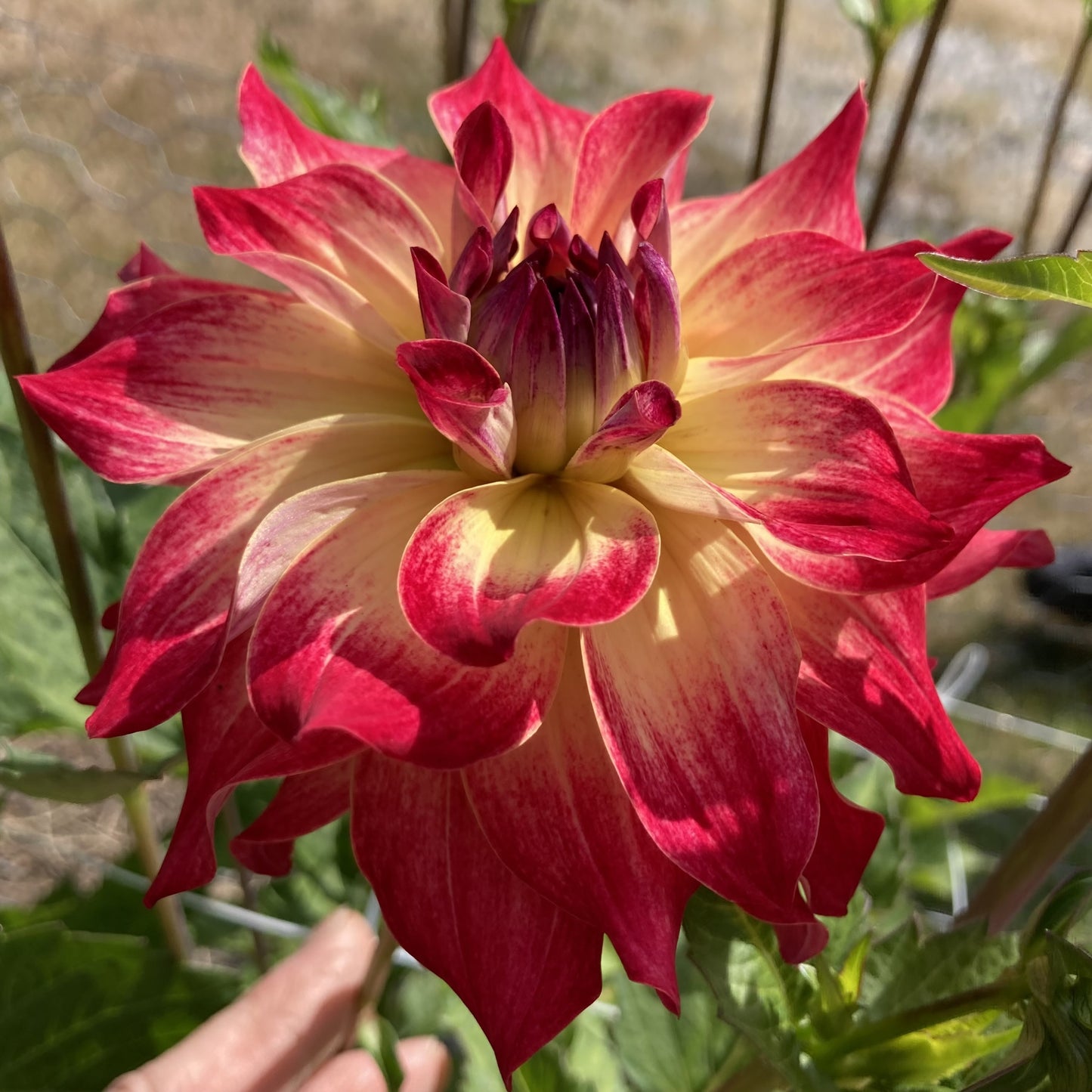 Dahlia 'AC Rosebud'