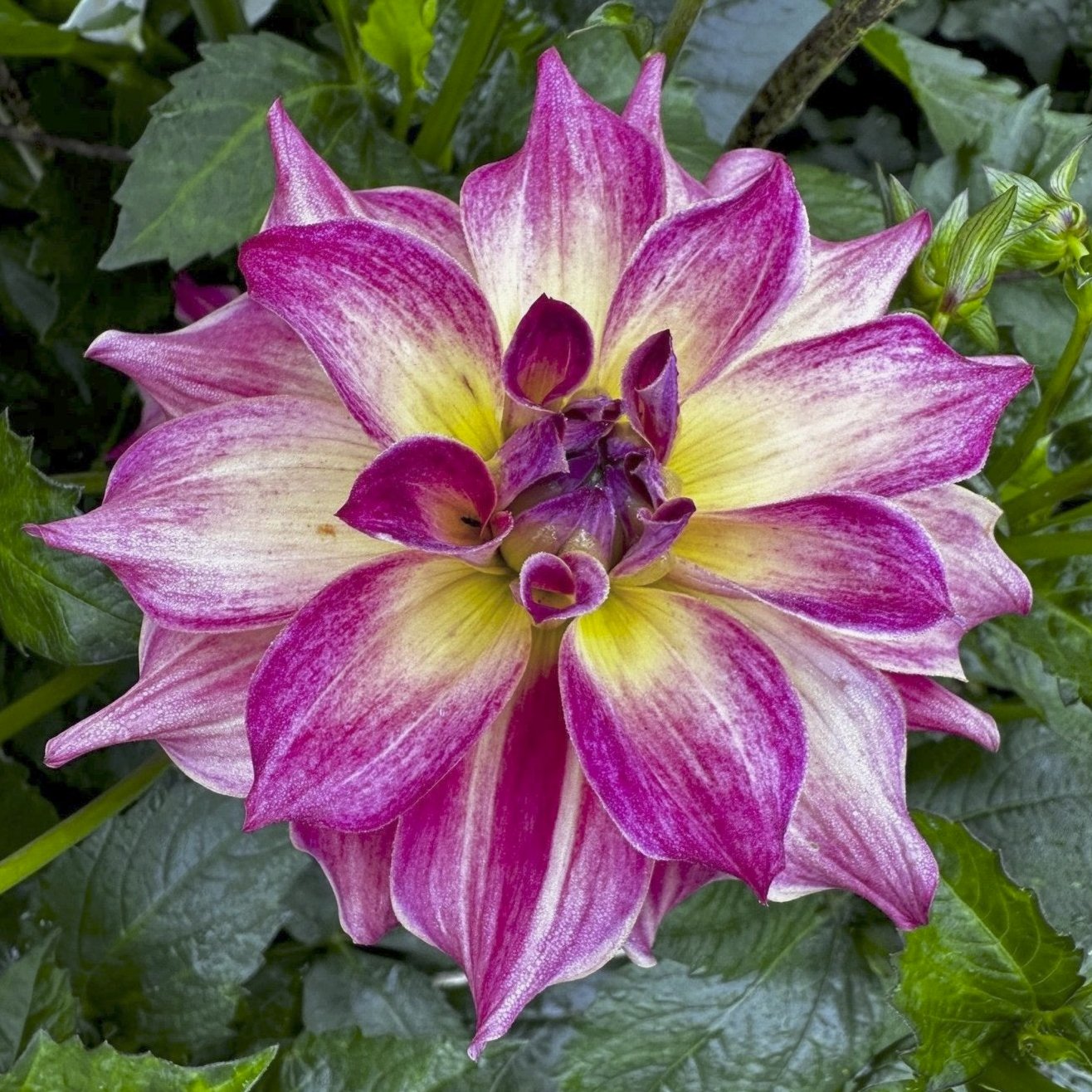 Dahlia 'AC Rosebud'