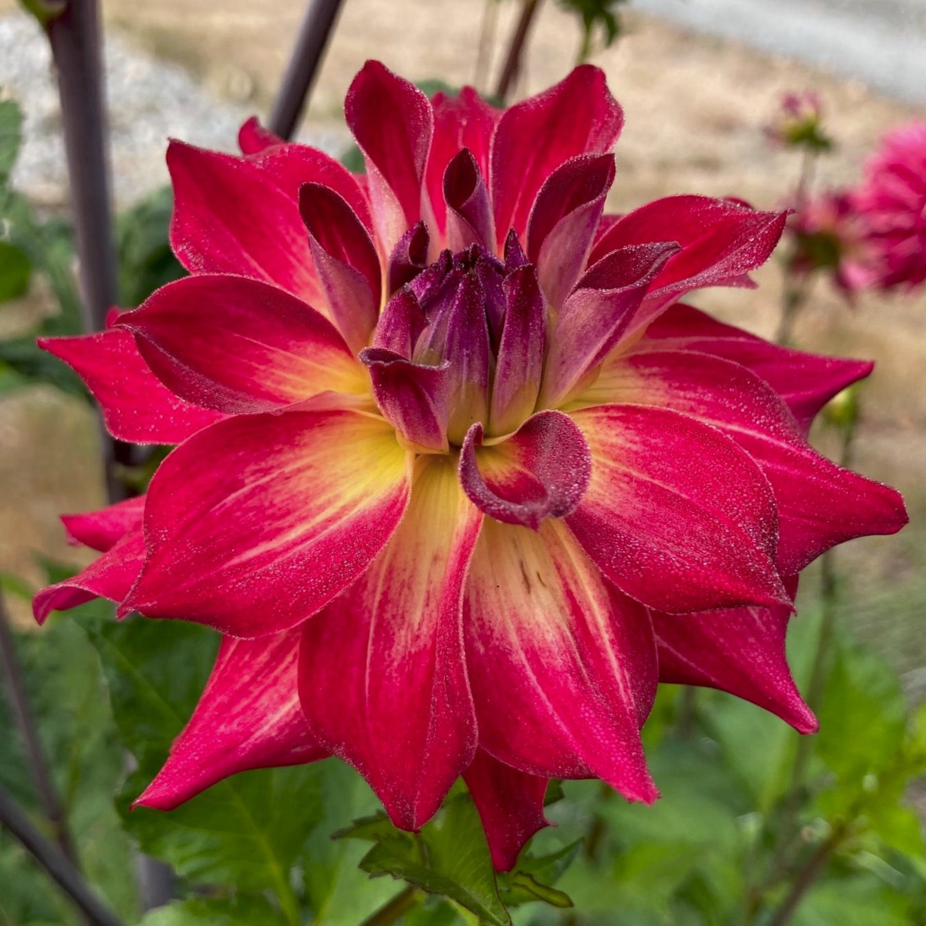 Dahlia 'AC Rosebud'