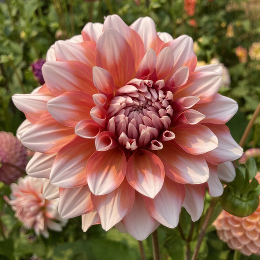 Dahlia 'A La Mode'