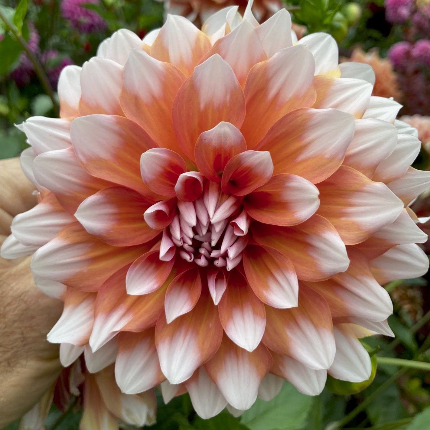 Dahlia 'A La Mode'