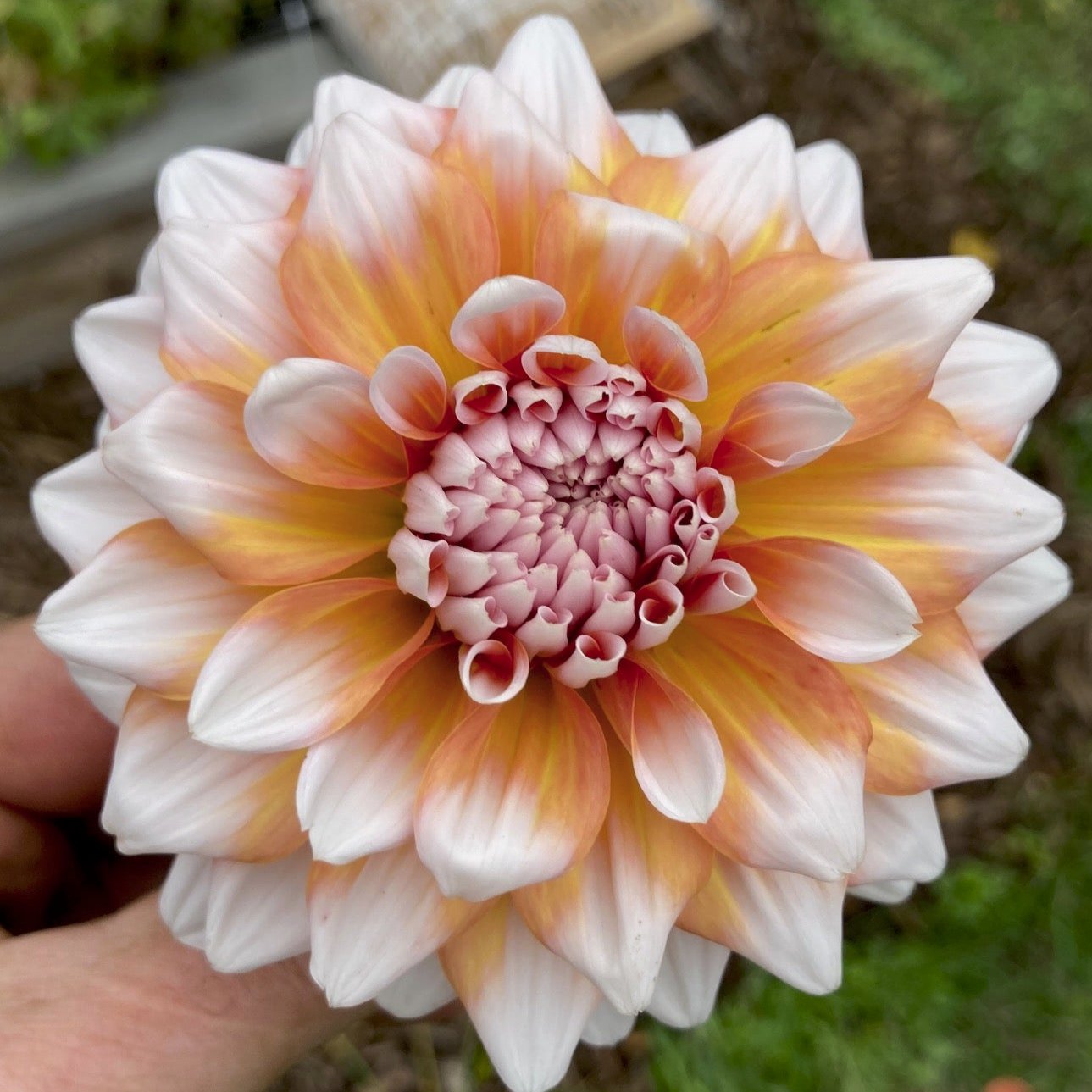 Dahlia 'A La Mode'