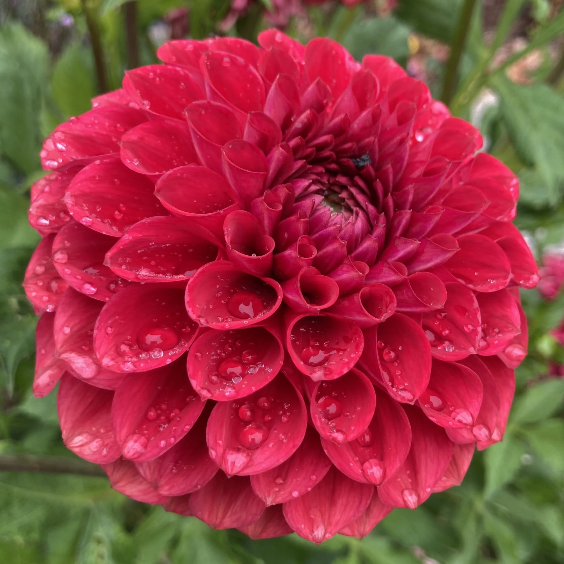 Dahlia 'Ali Oop'