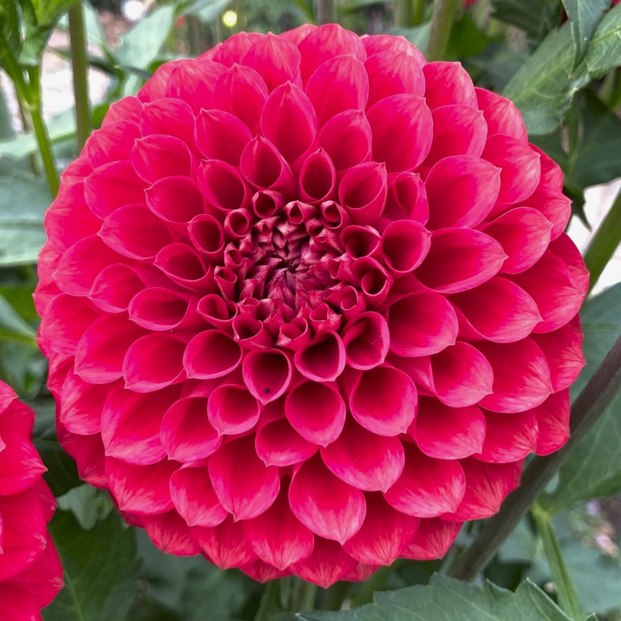 Dahlia 'Ali Oop'