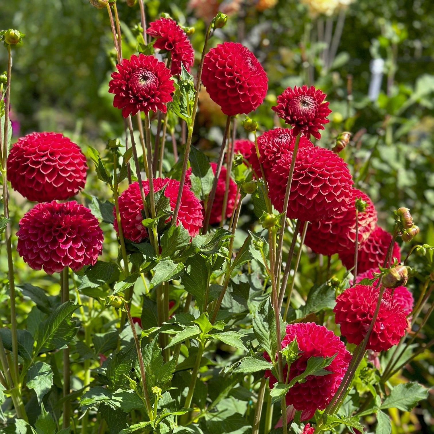 Dahlia 'Ali Oop'