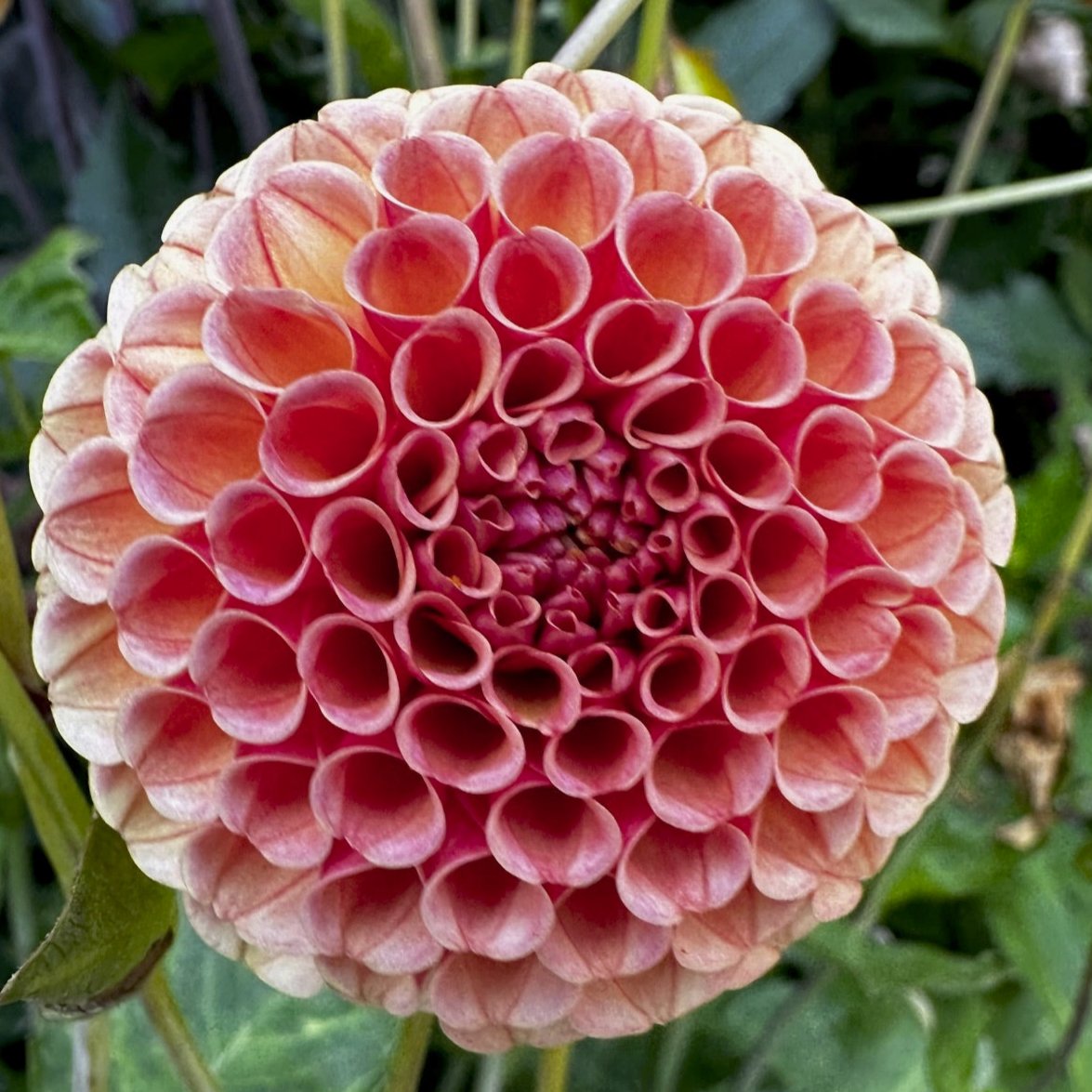 Dahlia 'Amber Queen'