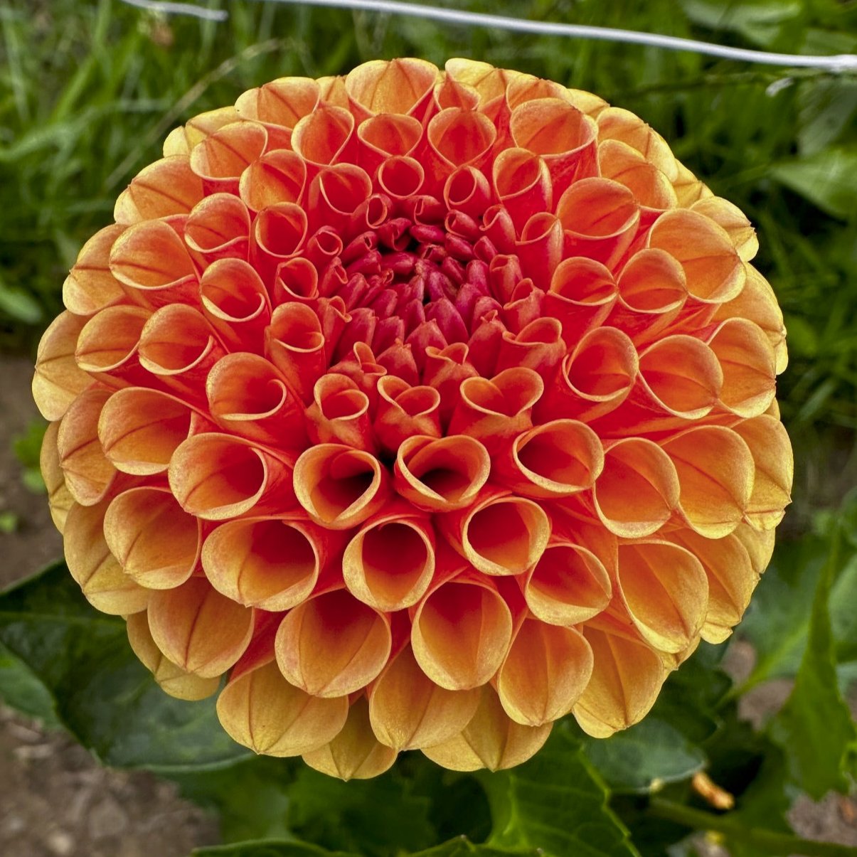 Dahlia 'Amber Queen'