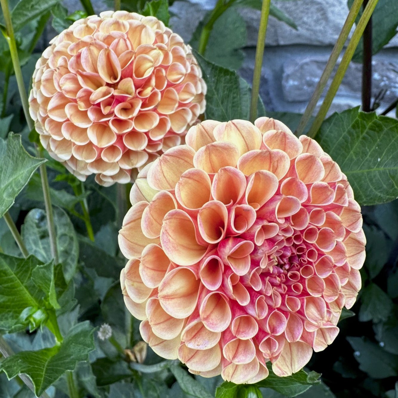 Dahlia 'Amber Queen'