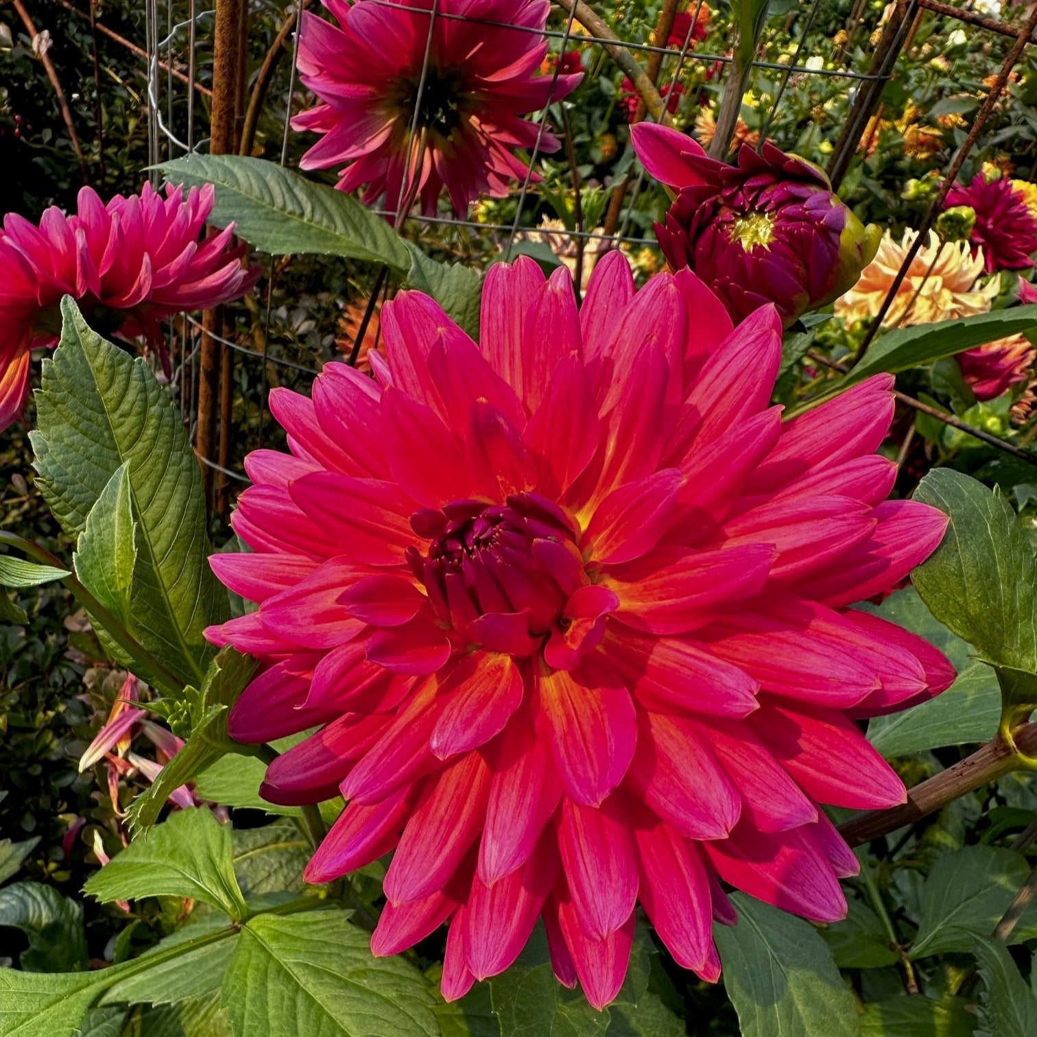 Dahlia 'American Dawn'