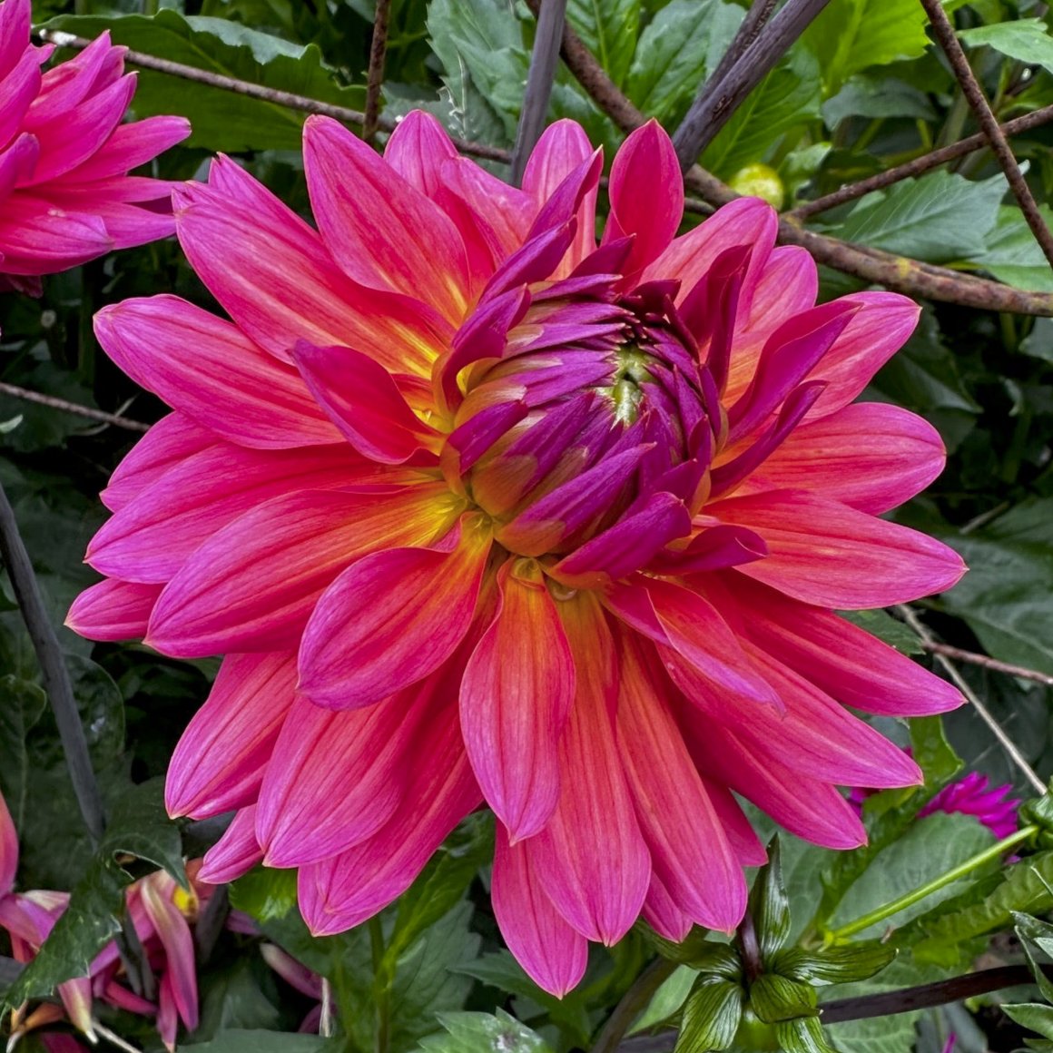 Dahlia 'American Dawn'