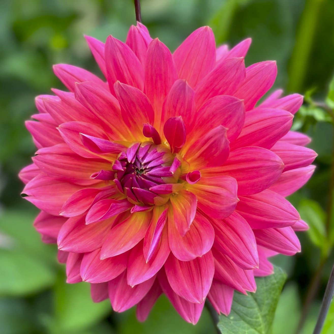 Dahlia 'American Dawn'