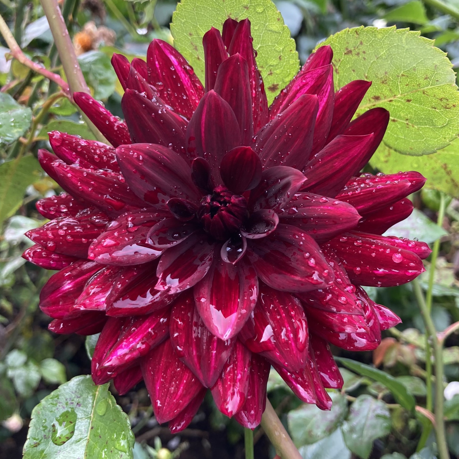 Dahlia 'Amber Queen'