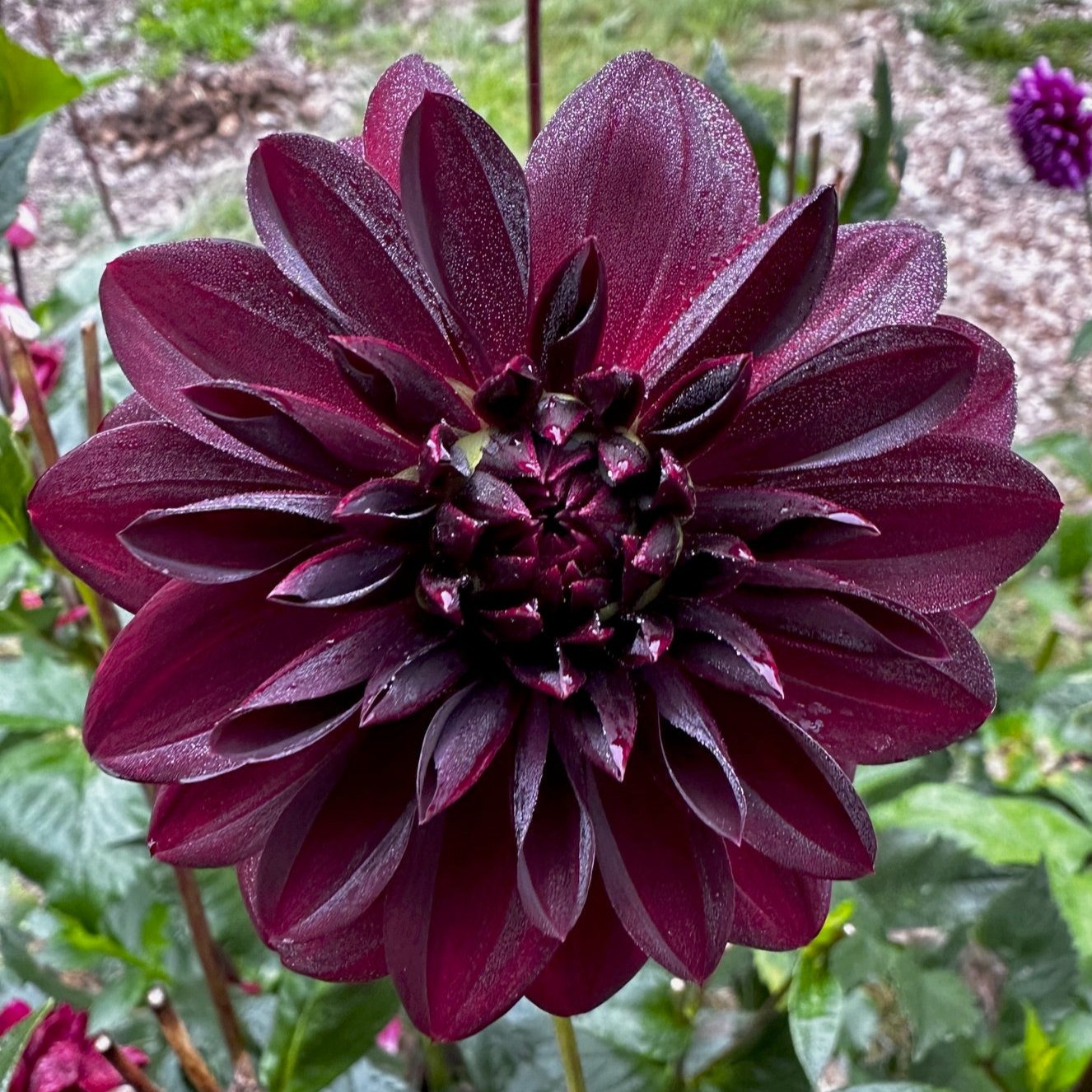 Dahlia 'Amber Queen'