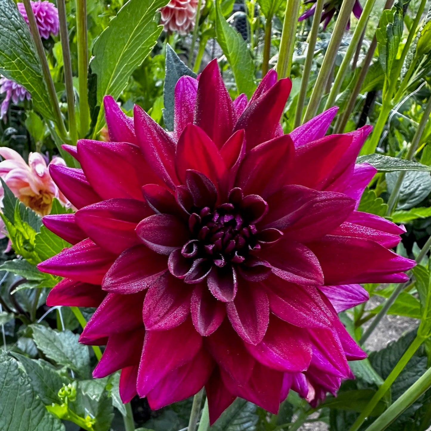 Dahlia 'Amber Queen'