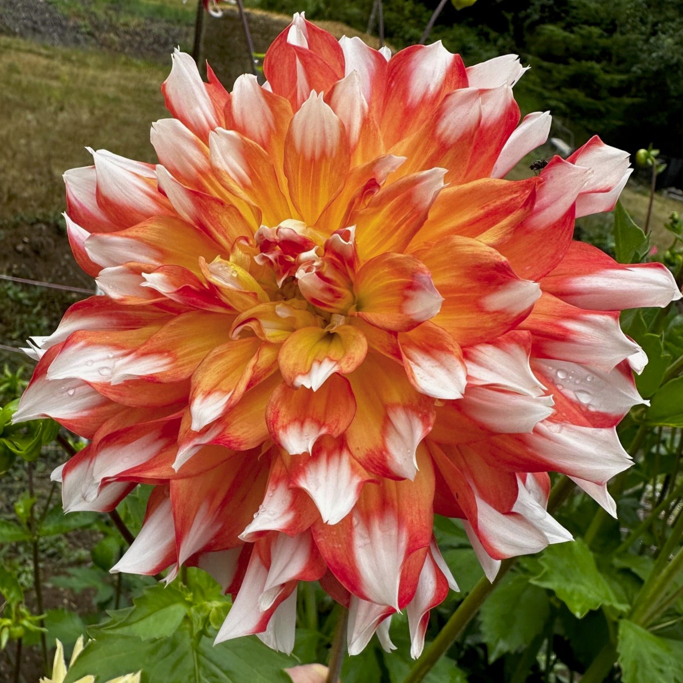 Dahlia 'Bloomquist Amazing'