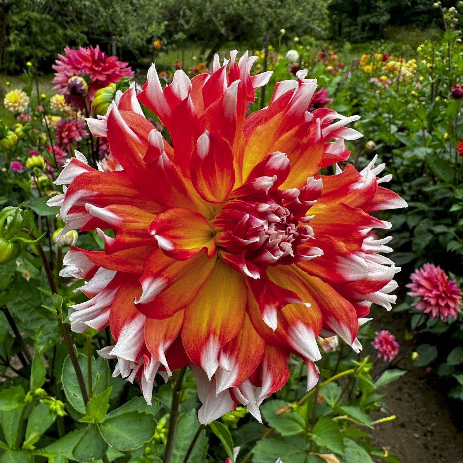 Dahlia 'Bloomquist Amazing'