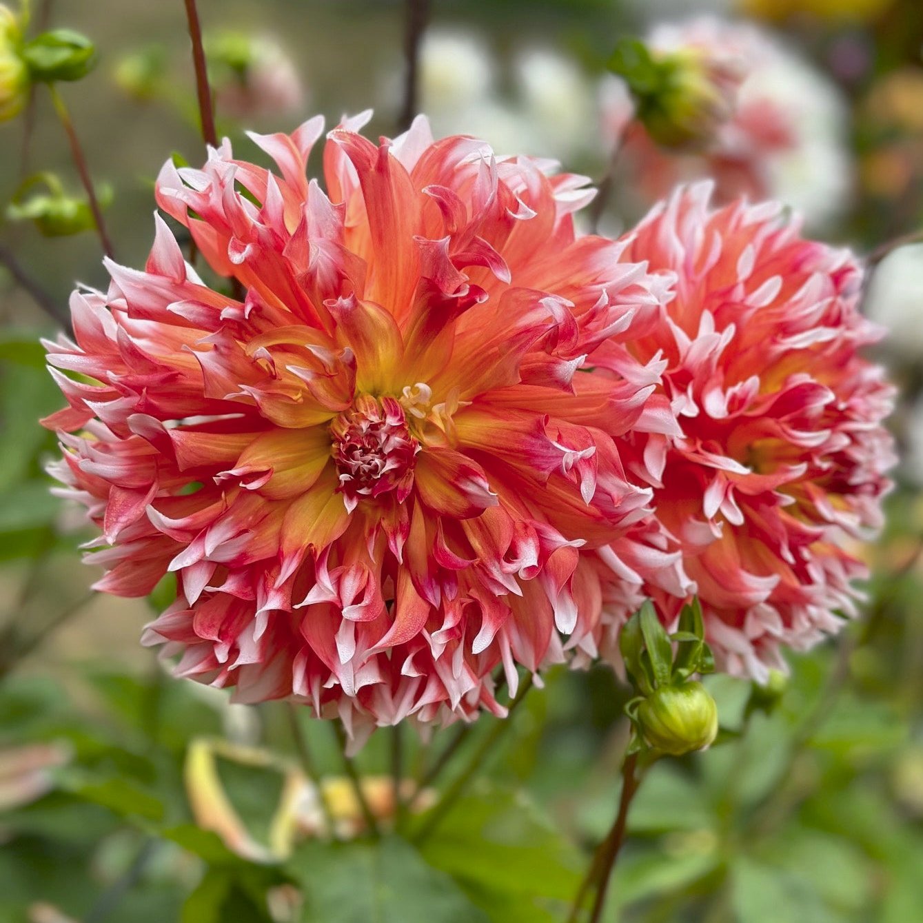 Dahlia 'Bloomquist Amazing'