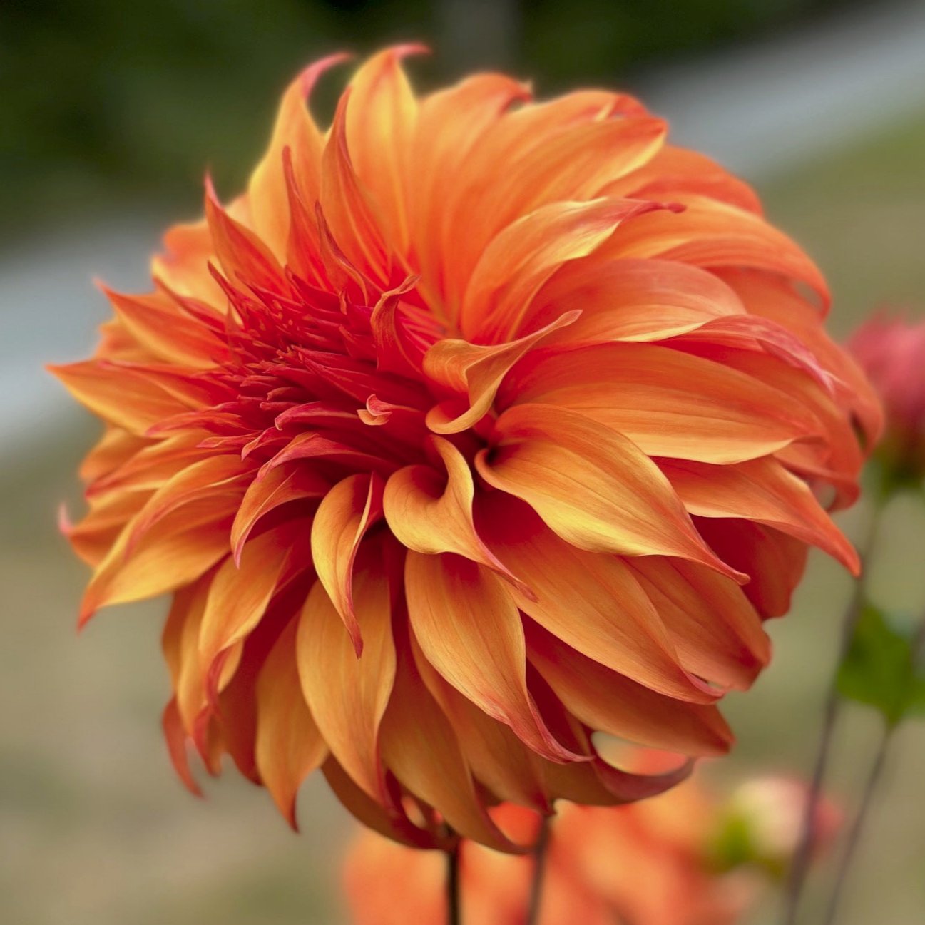 Dahlia 'Bloomquist Jean'