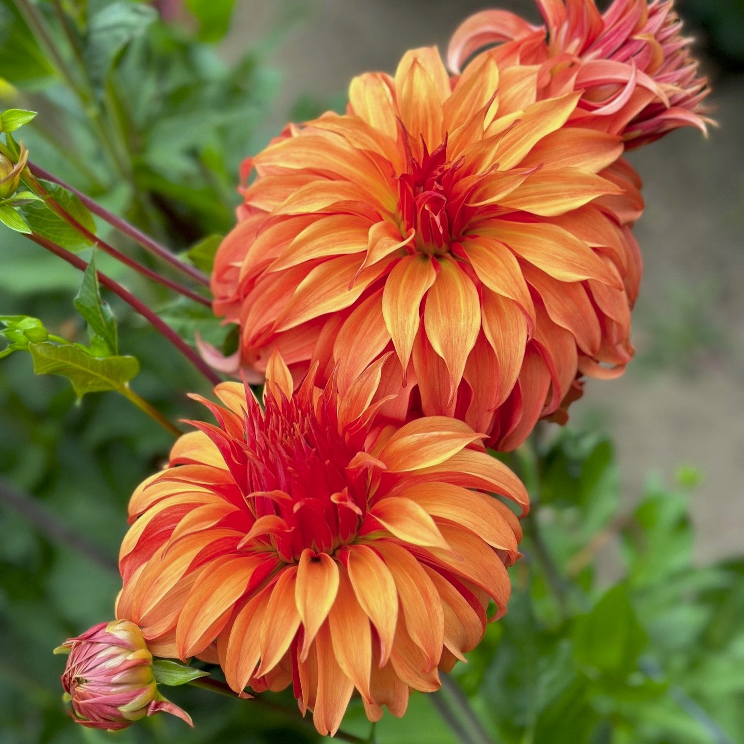 Dahlia 'Bloomquist Jean'