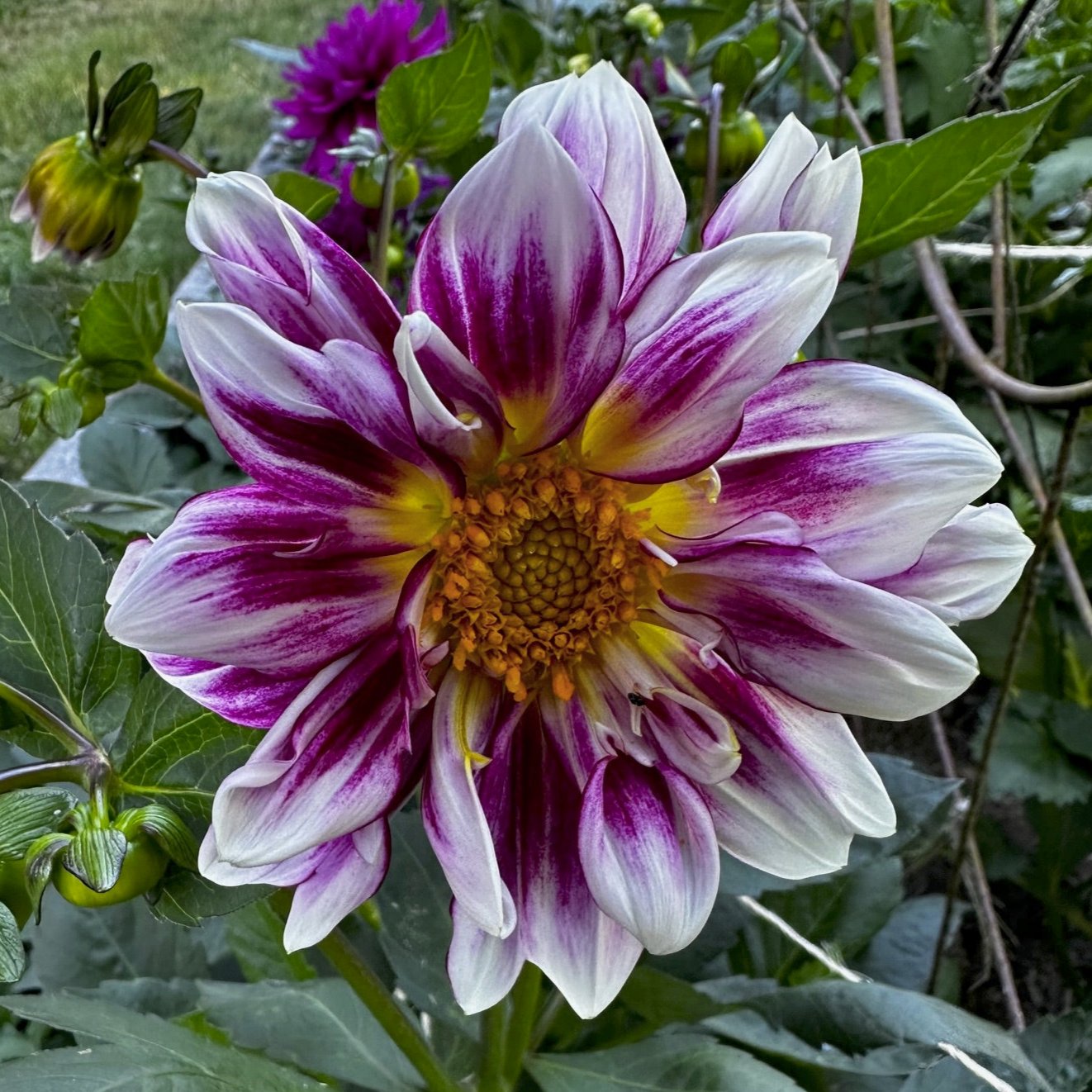 Dahlia 'B-118'