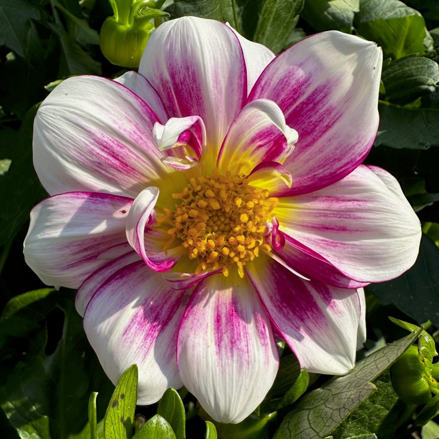 Dahlia 'B-118'