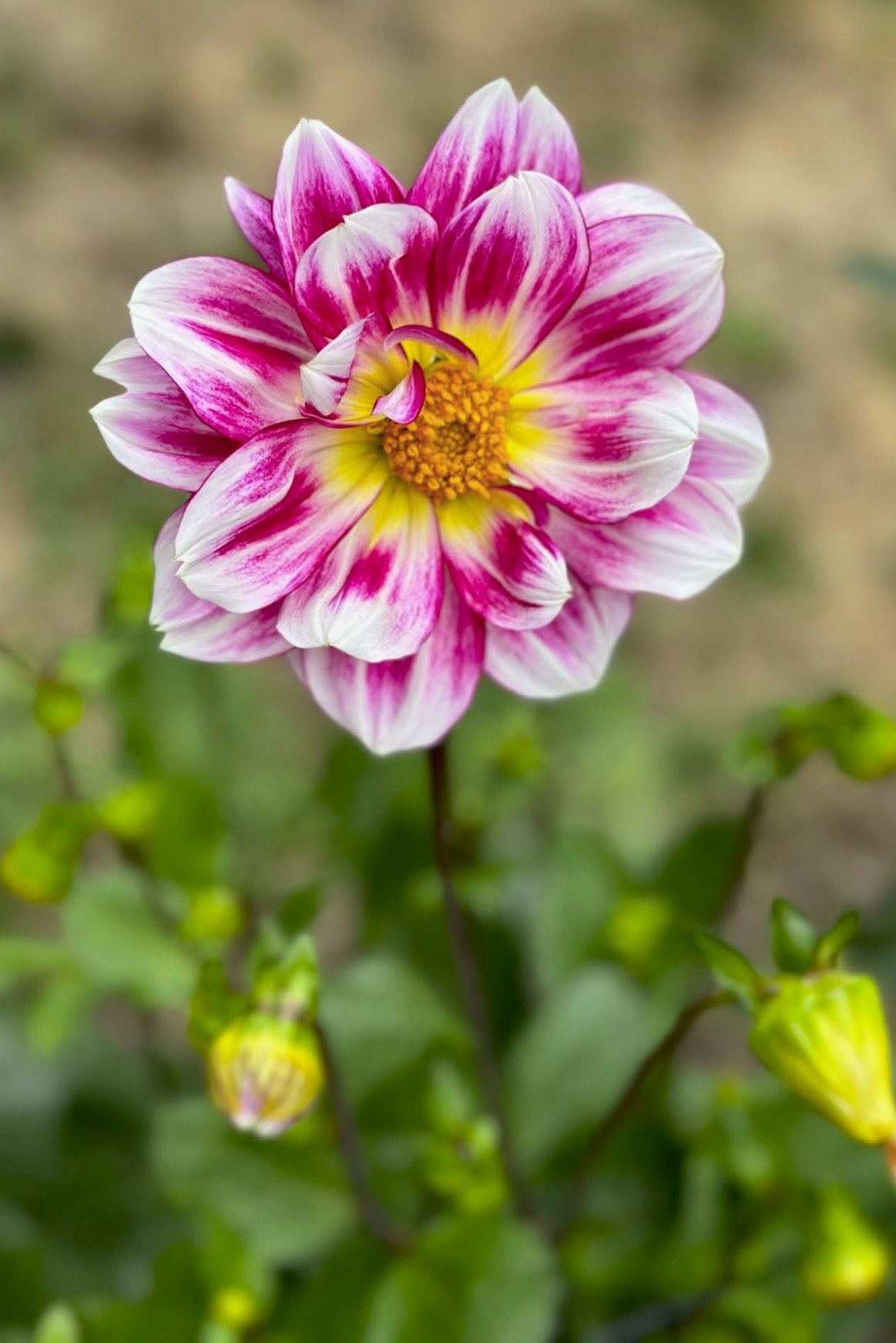 Dahlia 'B-118'