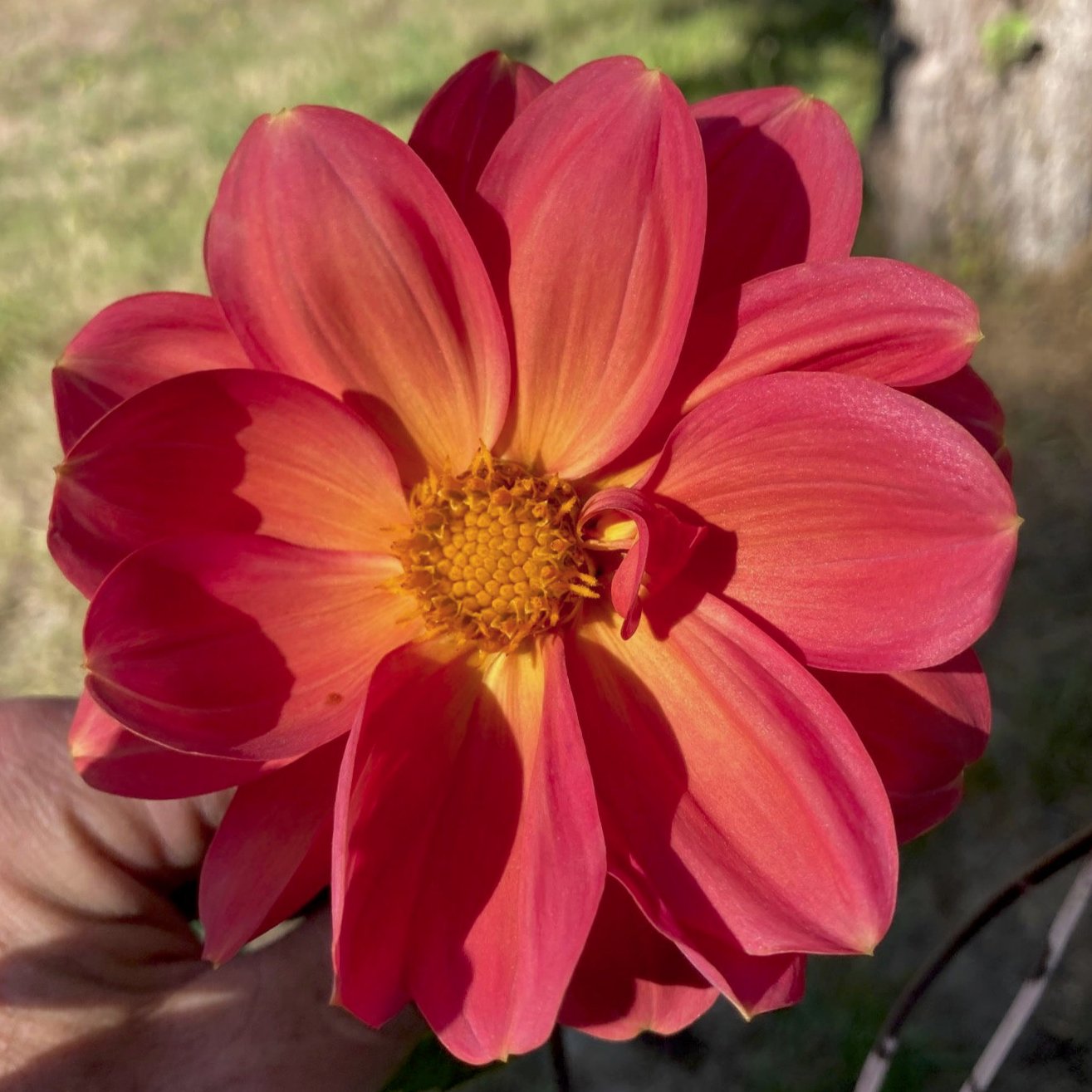 Dahlia 'B-127'