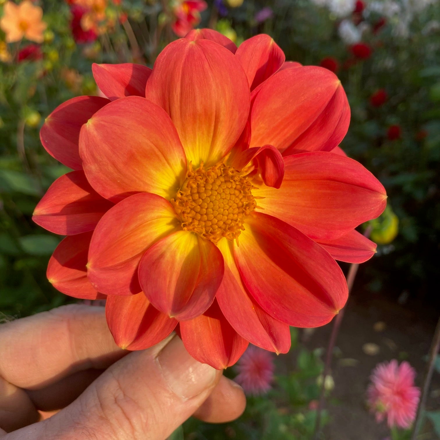 Dahlia 'B-127'