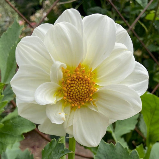 Dahlia 'B-201'