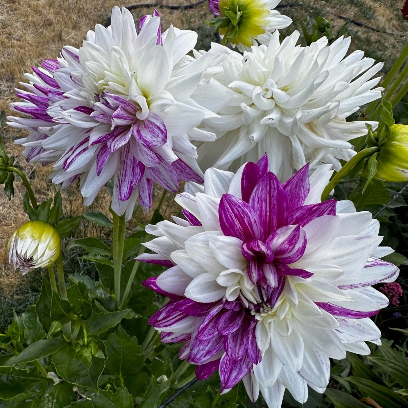 Dahlia 'Blackberry Ripple'