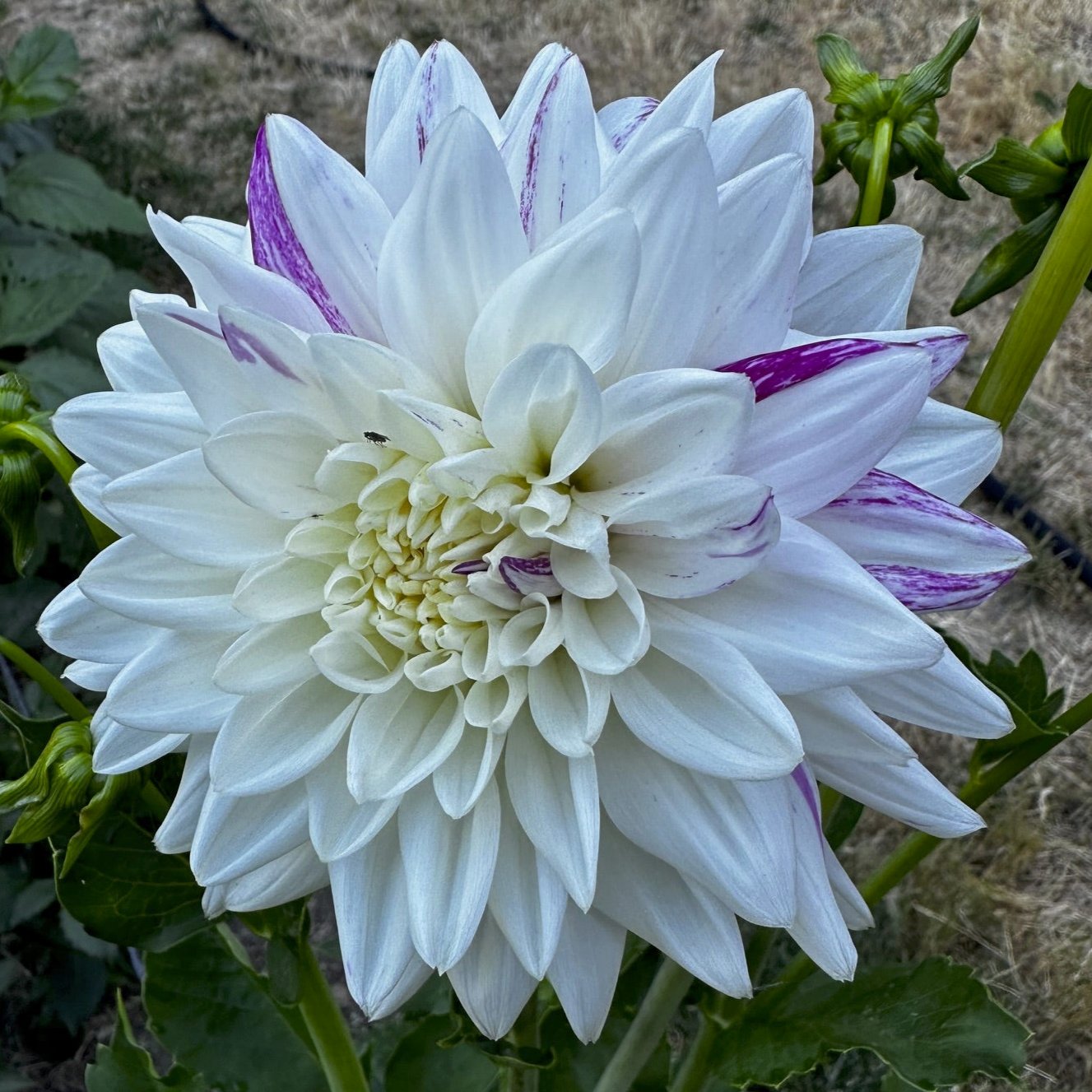 Dahlia 'Blackberry Ripple'