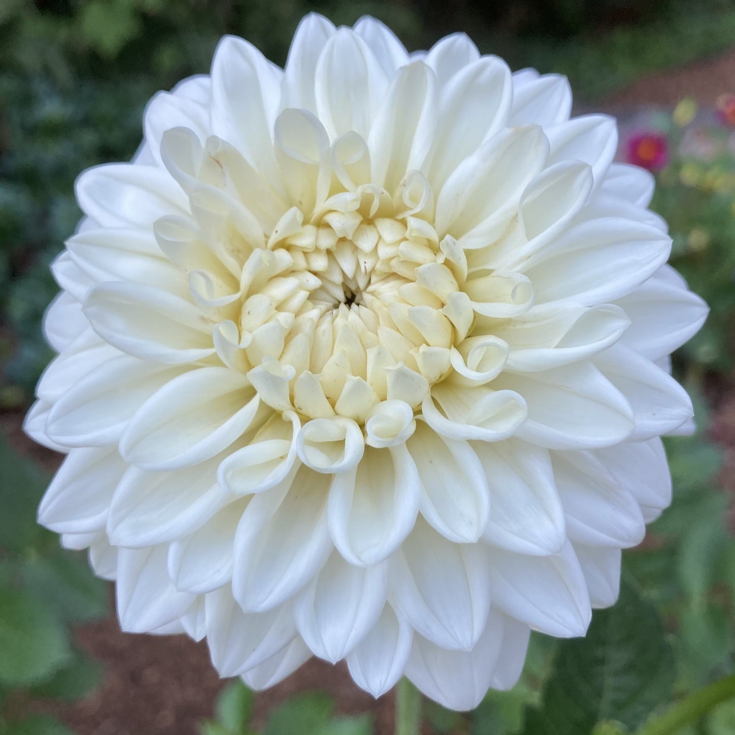 Dahlia 'Blizzard'