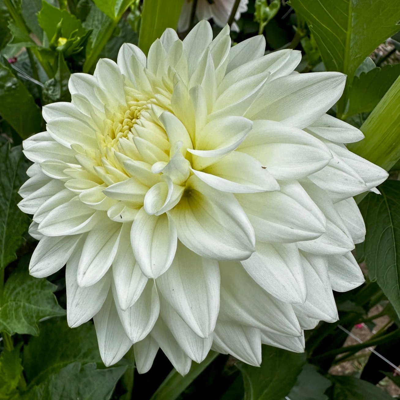 Dahlia 'Blizzard'