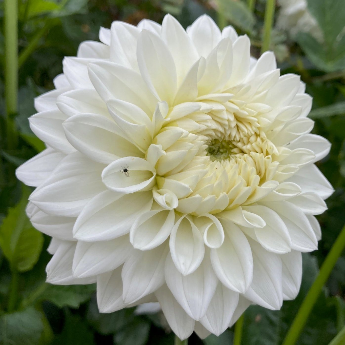 Dahlia 'Blizzard'