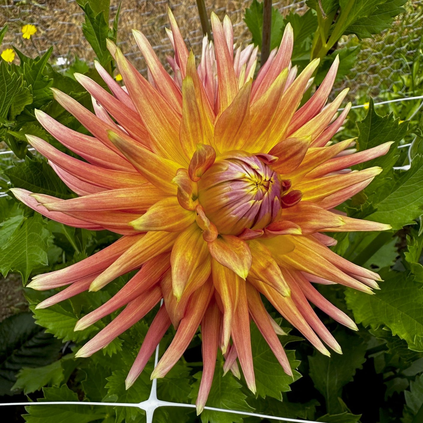 Dahlia 'Bloomquist Dreamer'