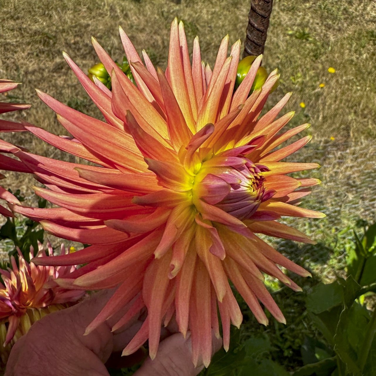 Dahlia 'Bloomquist Dreamer'