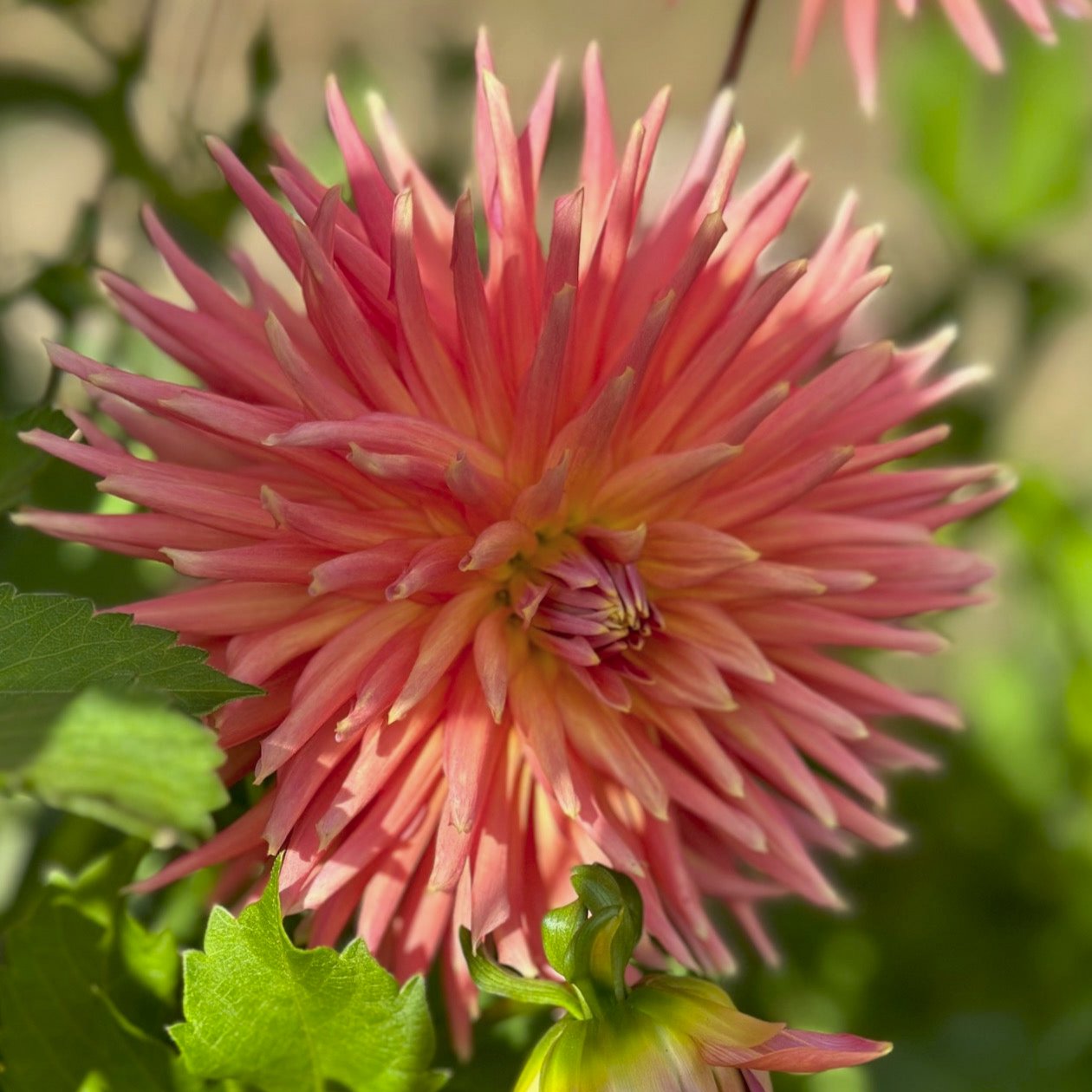 Dahlia 'Bloomquist Dreamer'