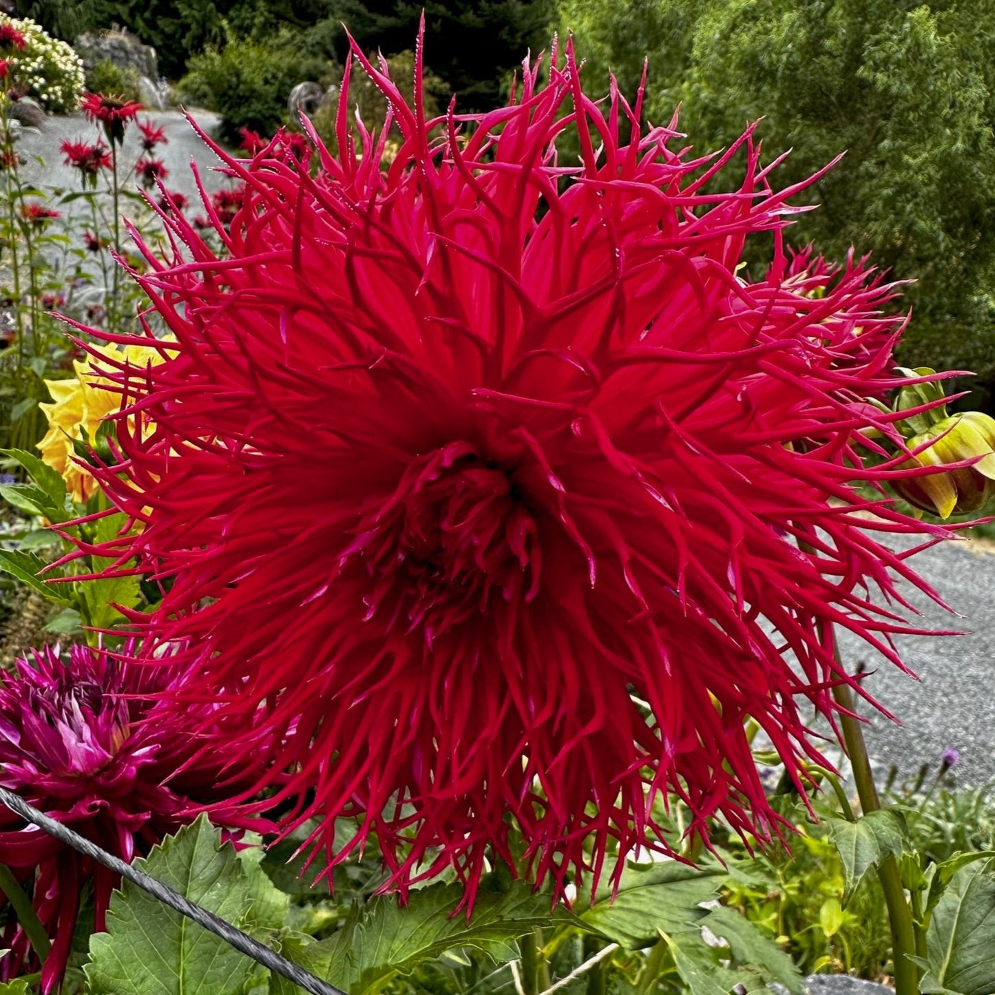 Dahlia 'Bloomquist Joel'