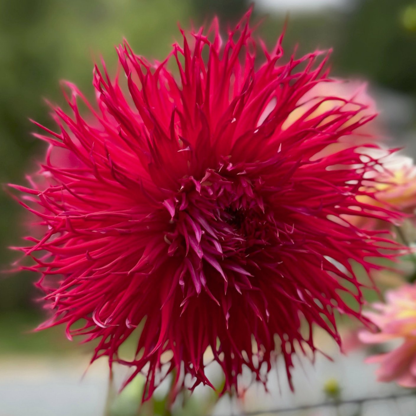 Dahlia 'Bloomquist Joel'