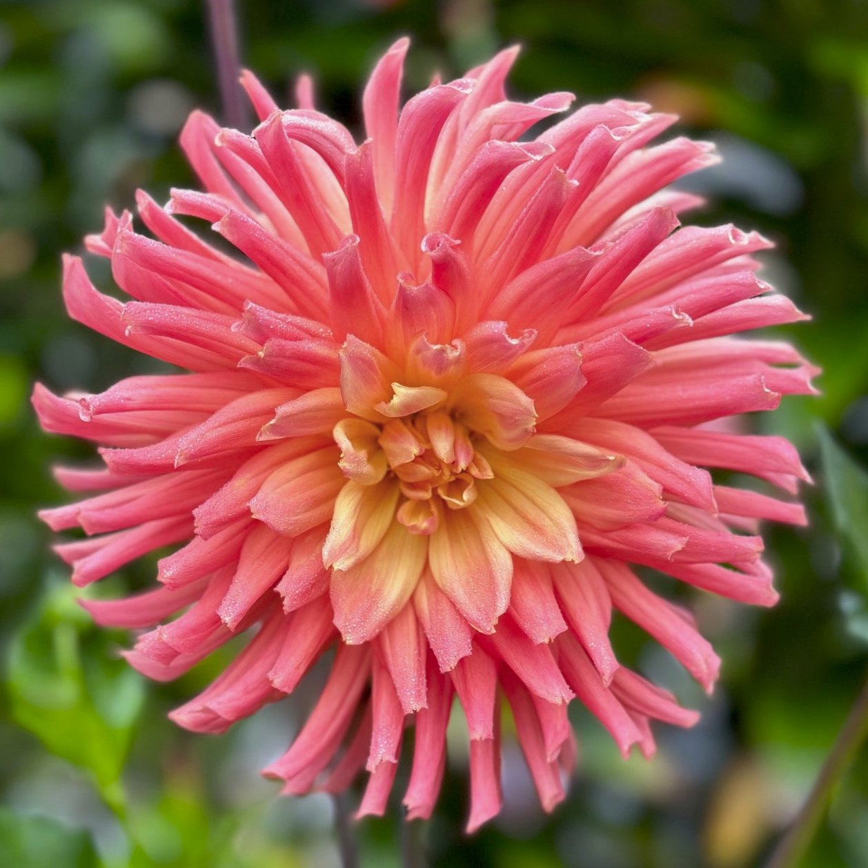 Dahlia 'Bloomquist Karen G'