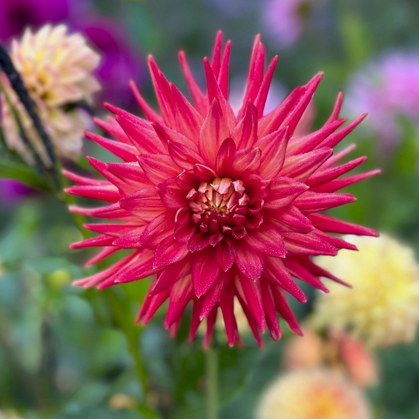 Dahlia 'Bloomquist Tracy'