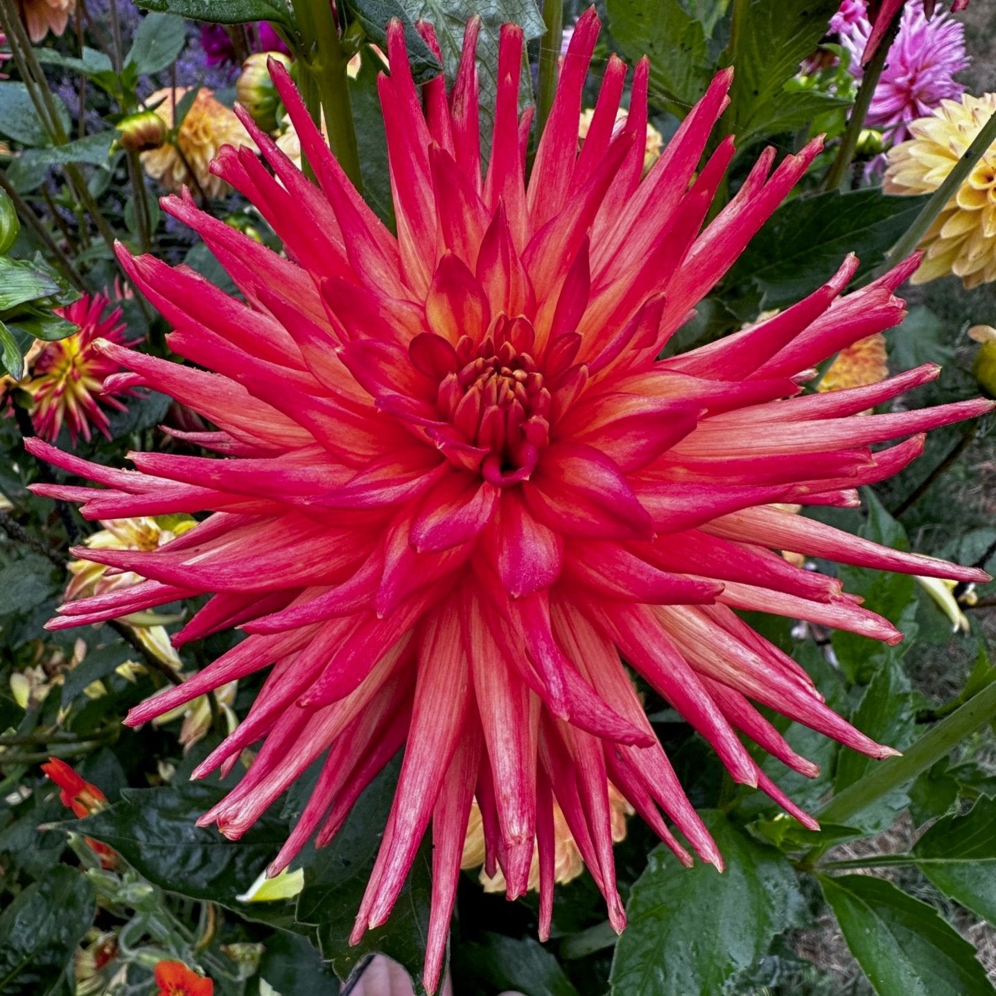 Dahlia 'Bloomquist Tracy'